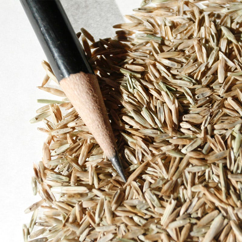 planting perennial ryegrass seed Perennial Rye Grass Seeds, Lolium perenne