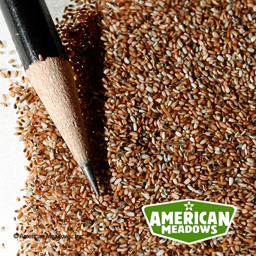 Weeping Lovegrass Seeds