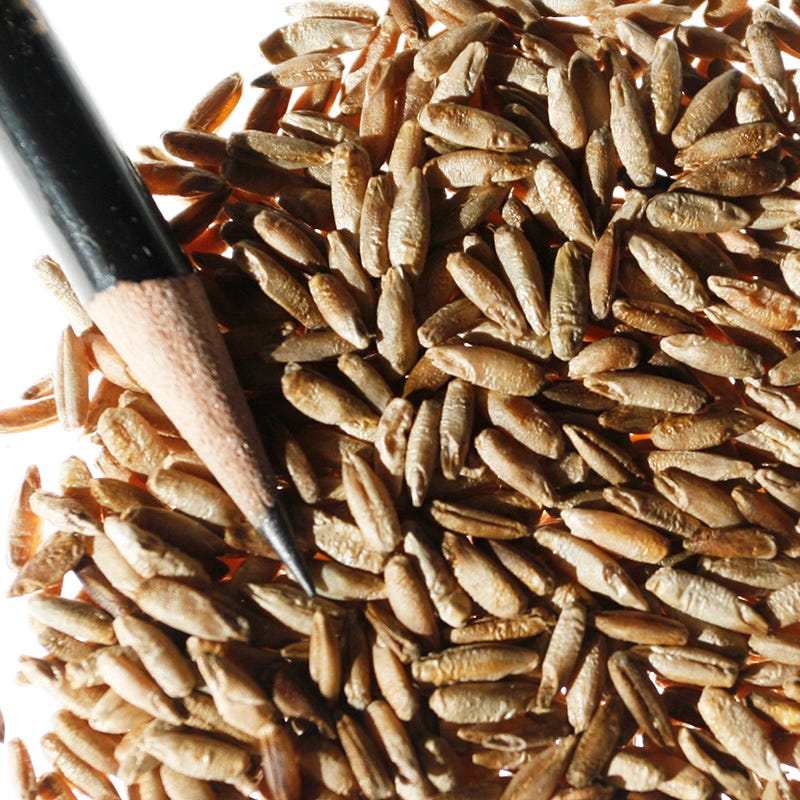 Winter Rye Grass Seeds