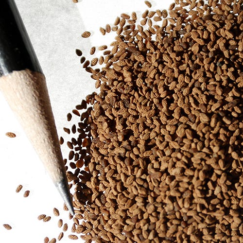 bluebell seeds from flower California Bluebell Seeds | Blue