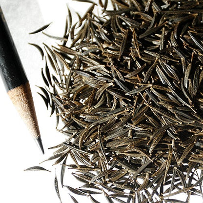Candystripe Cosmos Seeds