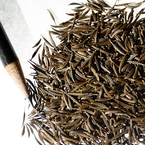 Sensation Late Blooming Dwarf Cosmos Seed Mix