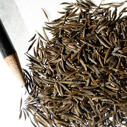 Sensation Late Blooming Dwarf Cosmos Seed Mix