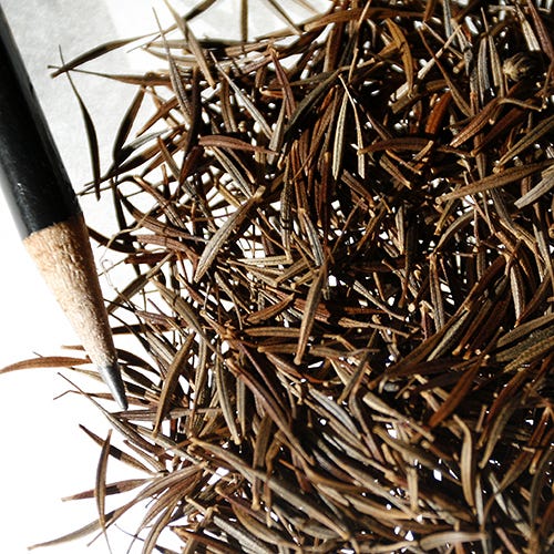 Dwarf Gold Sulphur Cosmos Seeds