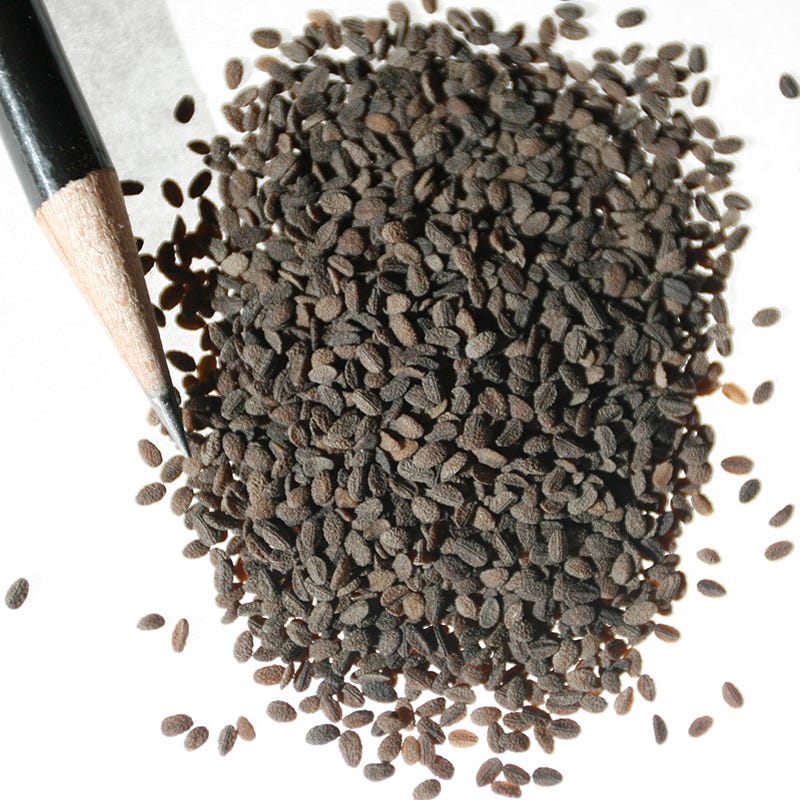 Drummond Phlox Seeds