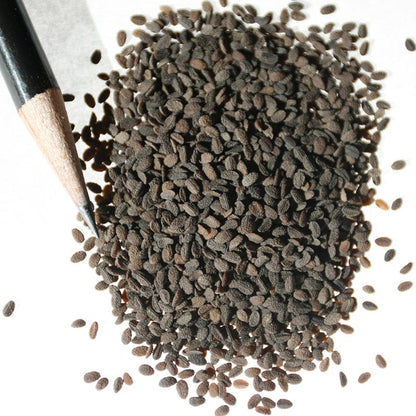 Drummond Phlox Seeds