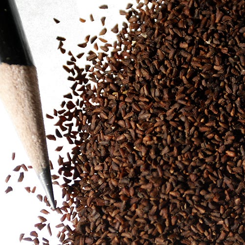 Evening Primrose Seeds