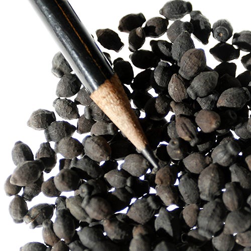 Red Four O'Clock Seeds