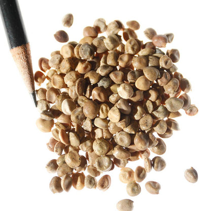Golden Lupine Seeds