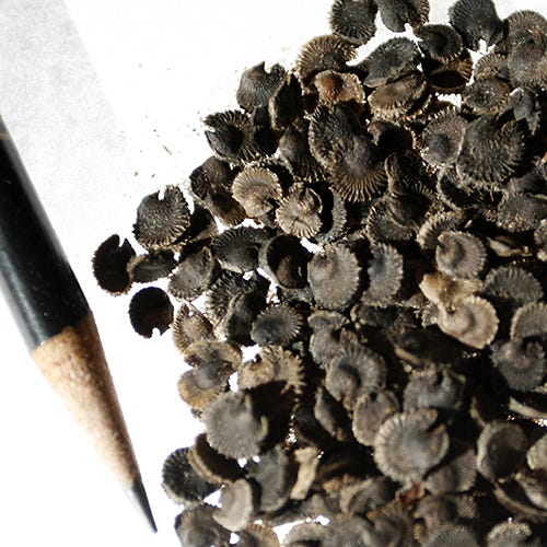 hollyhock flower seeds Hollyhock Seeds