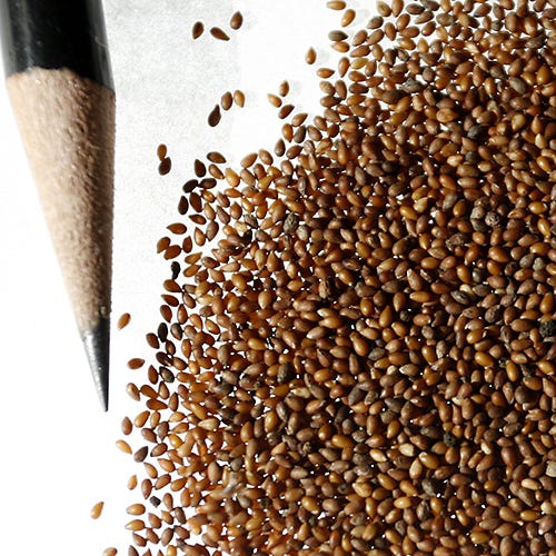 Johnny Jump Up Seeds