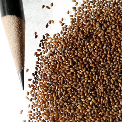 Johnny Jump Up Seeds