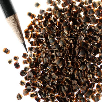 Lanceleaf Coreopsis Seeds