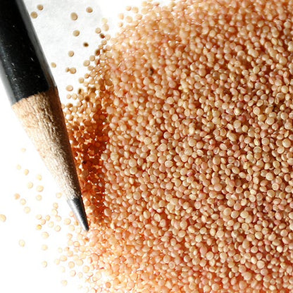 Love Lies Bleeding Seeds