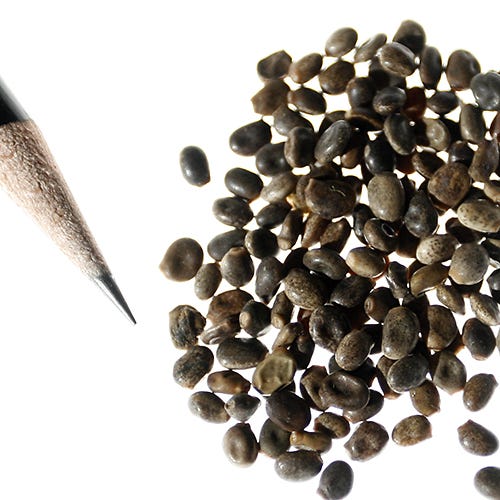 Perennial Lupine Seeds