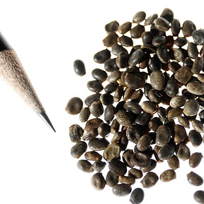 Lupine Seed Mix