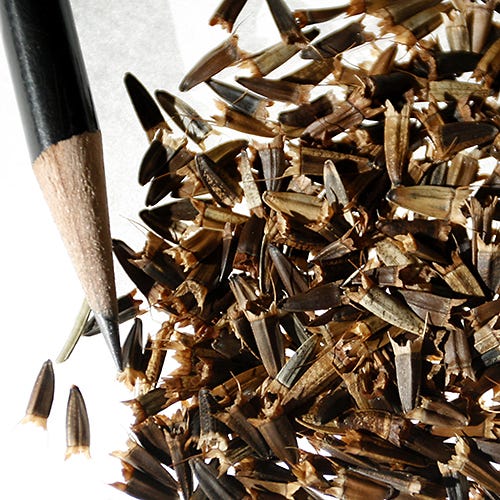 Mexican Sunflower Seeds