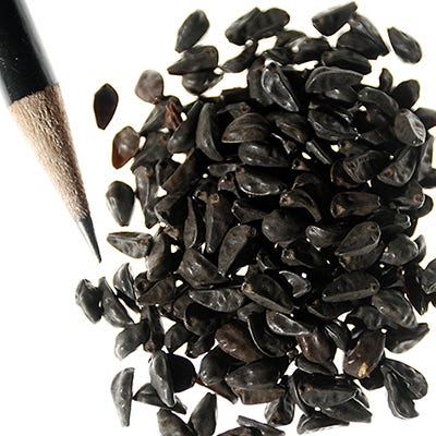 Purple Morning Glory Seeds