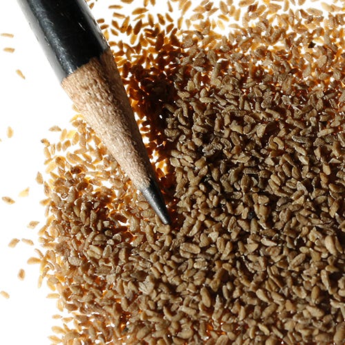 Mountain Phlox Seeds