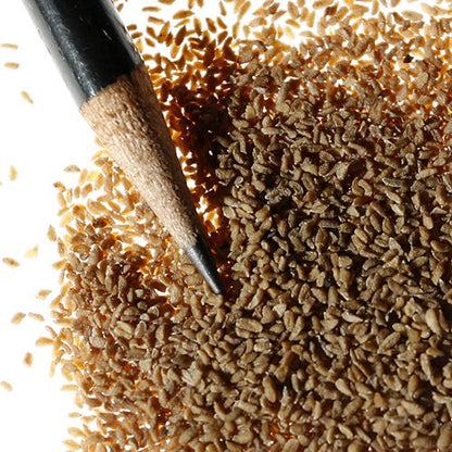 Mountain Phlox Seeds