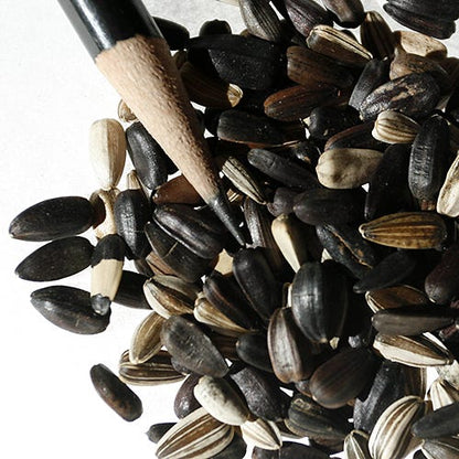 Evening Colors Sunflower Seeds