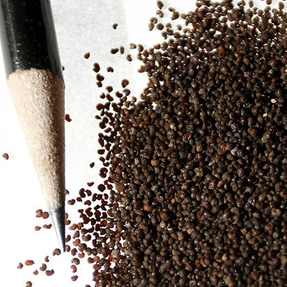 Oriental Poppy Seeds