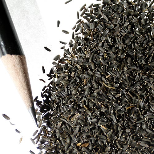 Plains Coreopsis Seeds