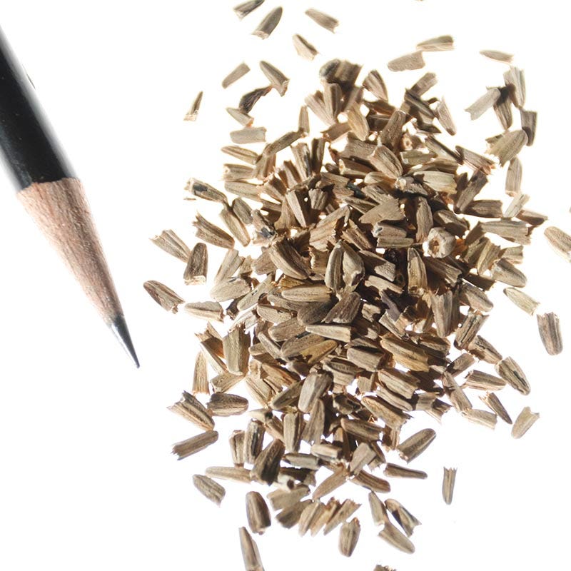 Purple Coneflower Seeds