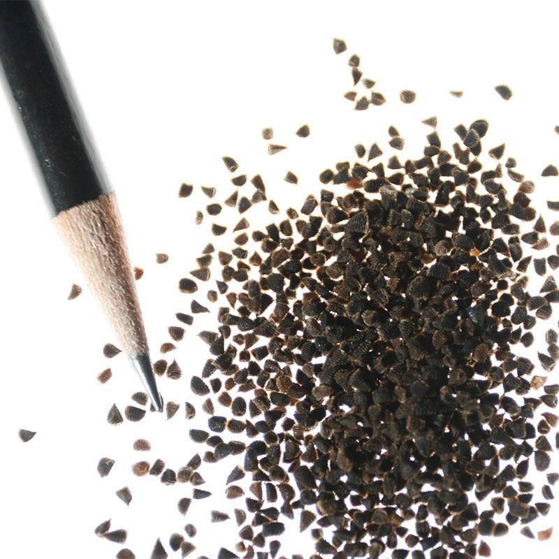 Rocket Larkspur Seeds