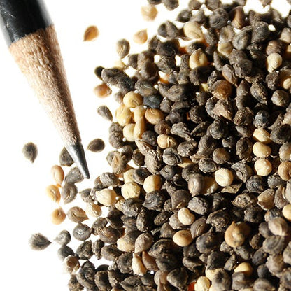 Rocky Mountain Bee Plant Seeds