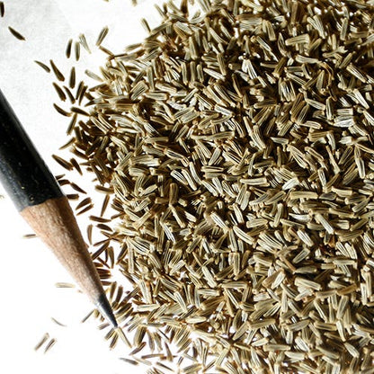 Creeping Daisy Seeds