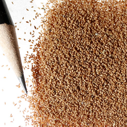 Showy Evening Primrose Seeds