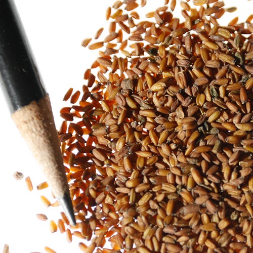 Siberian Wallflower Seeds