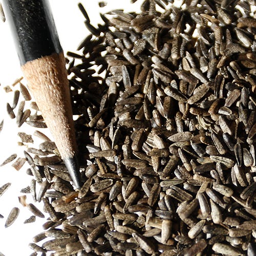 500 Maximilian Sunflower Seeds – Helianthus Maximiliani, NON-GMO, Free Shipping