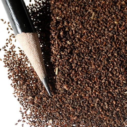 Tall Evening Primrose Seeds