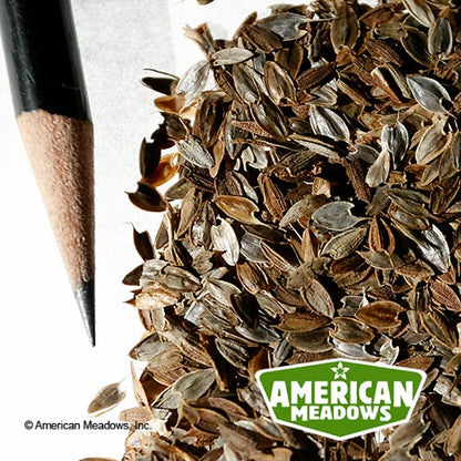 Persian Carpet Mexican Zinnia Seeds