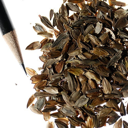 Purple Prince Zinnia Seeds