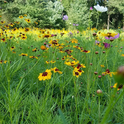 Southeast Pollinator Wildflower Seed Mix