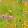 Backyard Birding Wildflower Seed Mix|Backyard Birding Wildflower Seed Mix