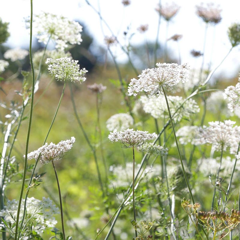 growing bishop's flower from seed Bishop's Flower, Ammi majus