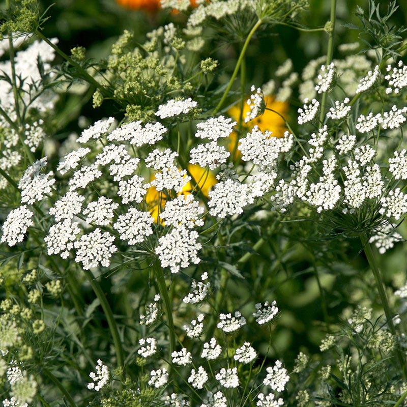 bishop flower seeds Bishop's Flower, Ammi majus