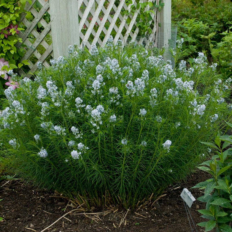Arkansas Bluestar | Blue | Plant