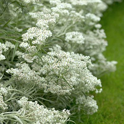 Pearly Everlasting Seeds