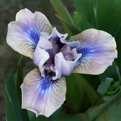 Androgyny Dwarf Bearded Iris