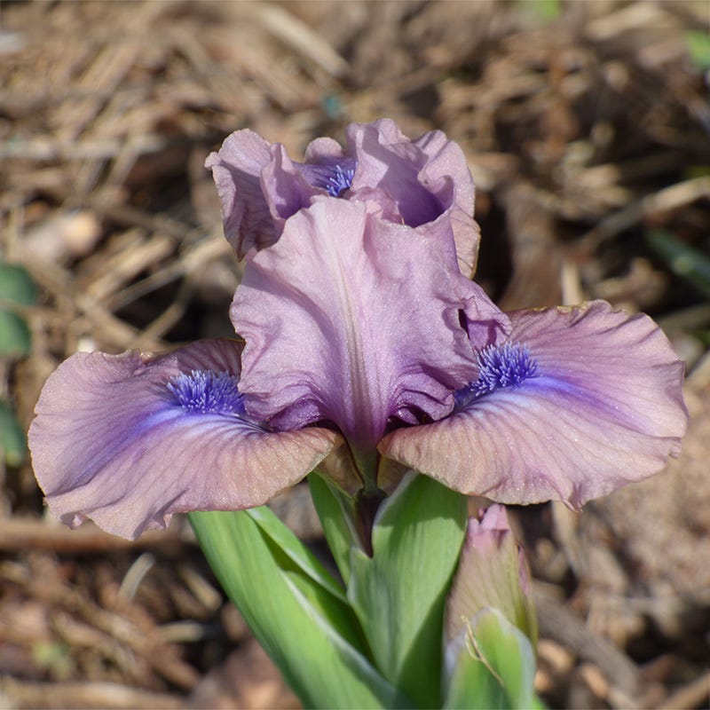 Androgyny Dwarf Bearded Iris