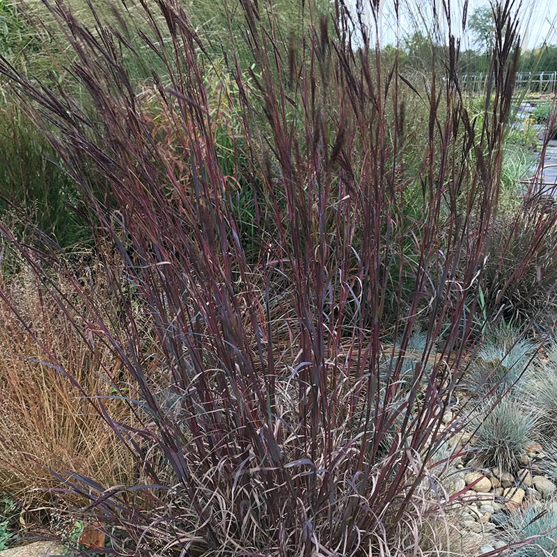 Drought Tolerant Pre-Planned Garden