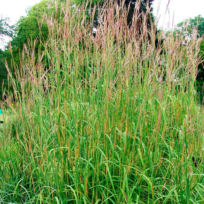 Big Bluestem Grass