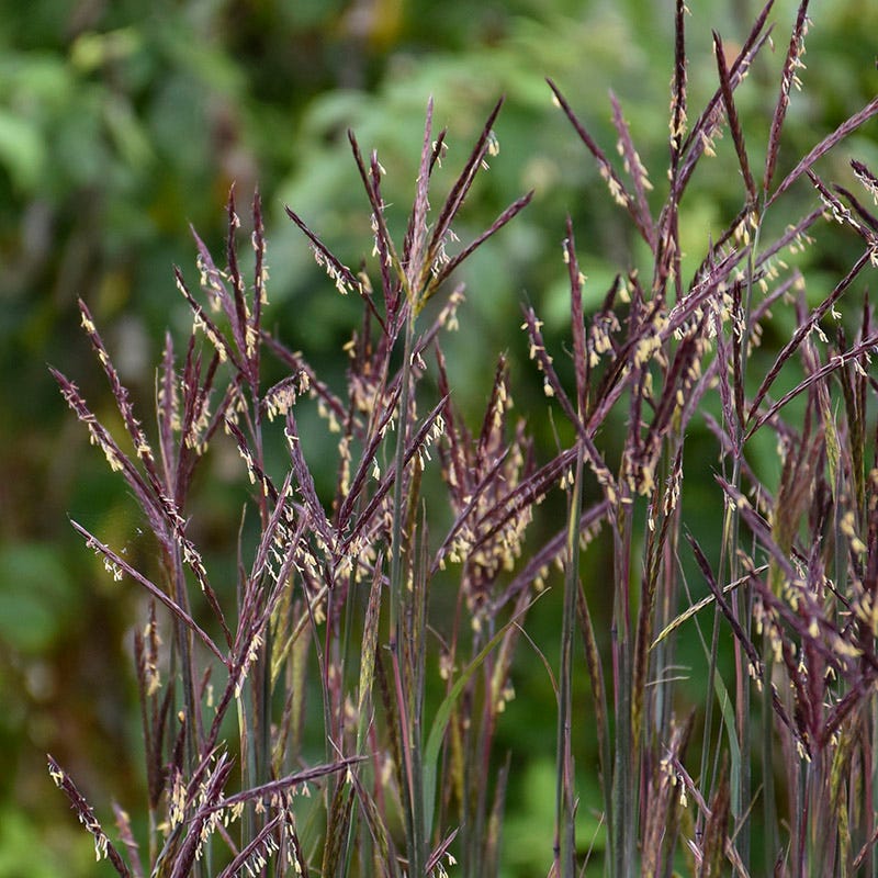 Blackhawks Big Bluestem Grass