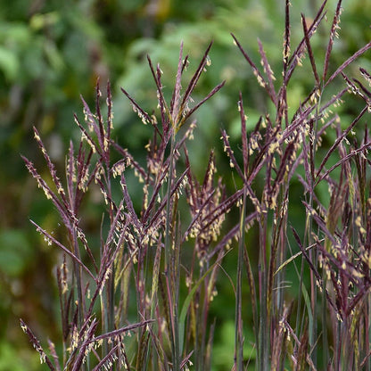 Blackhawks Big Bluestem Grass