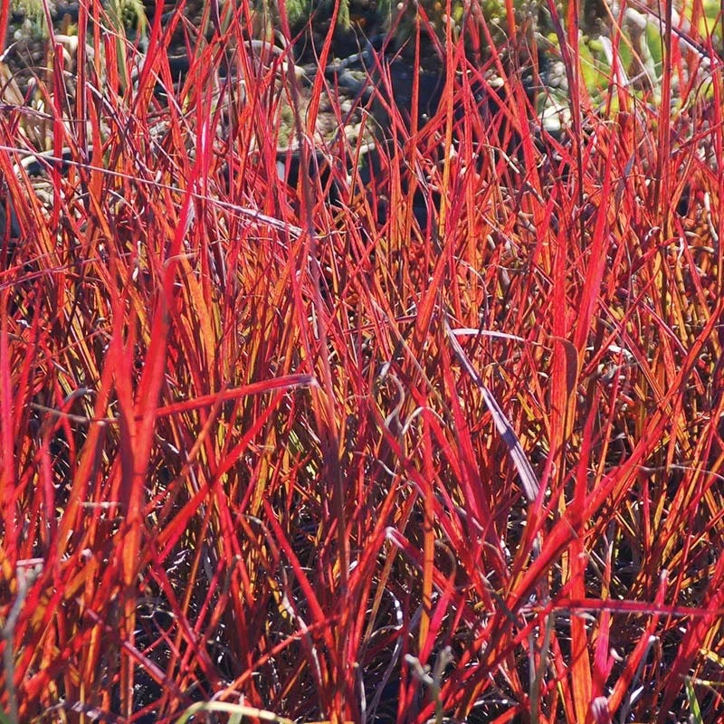 Autumn Color Booster Plant Collection